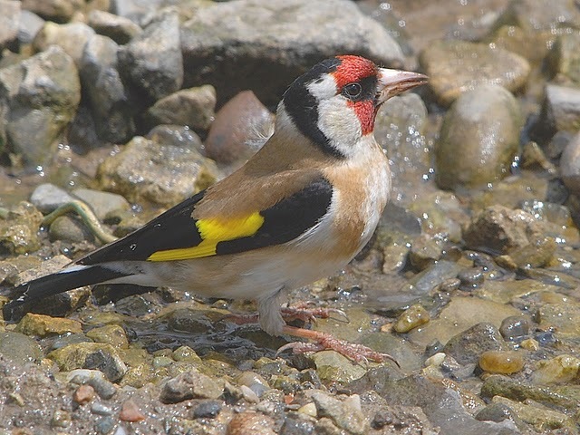 La apa - Sticletele  carduelis carduelis