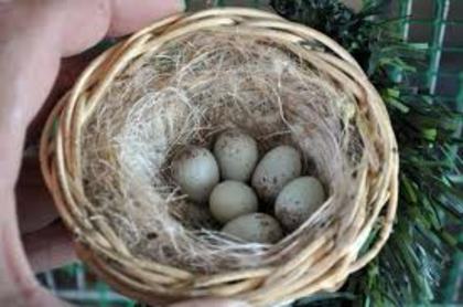 Oua sticlete - Sticletele  carduelis carduelis