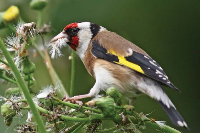 La masa - Sticletele  carduelis carduelis