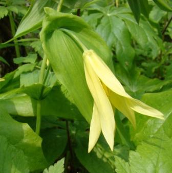 Uvularia grandiflora