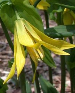 Uvularia grandiflora - Uvularia grandiflora