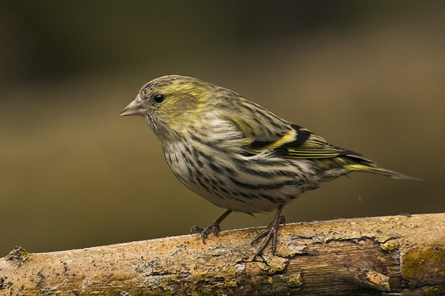 Scatiu femela - Scatiul  carduelis spinus