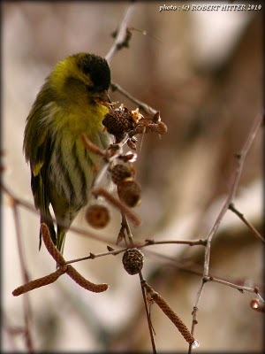 La masa - Scatiul  carduelis spinus