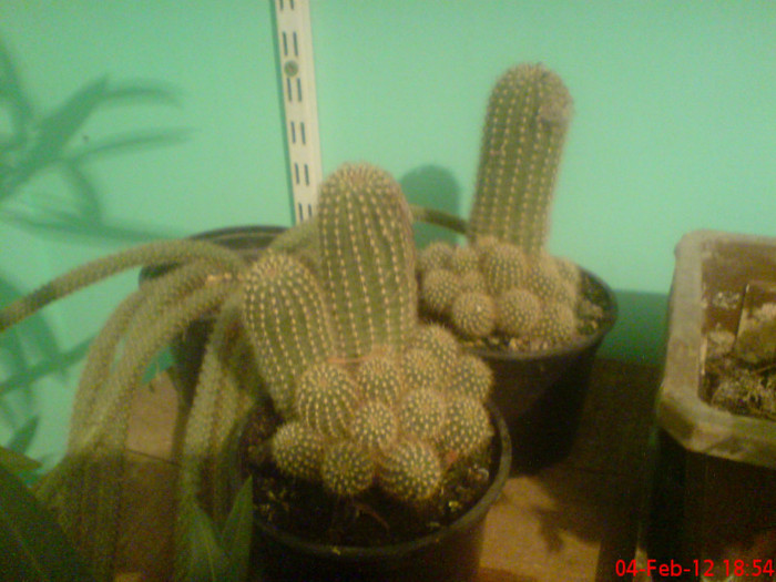 DSC01876 - Cactus