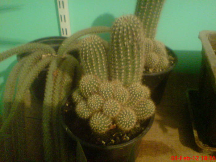 DSC01877 - Cactus