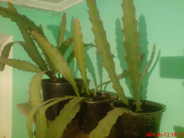 DSC01873 - Cactus