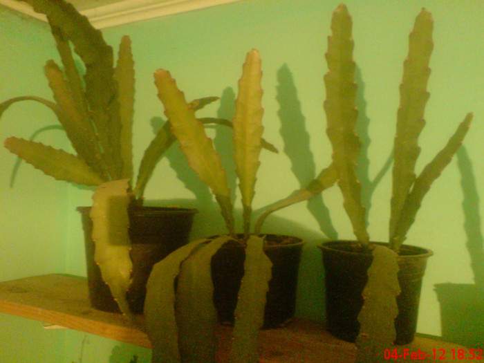 DSC01872 - Cactus