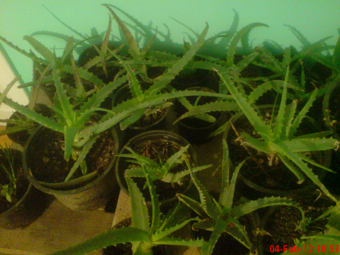 DSC01874 - Aloe Vera