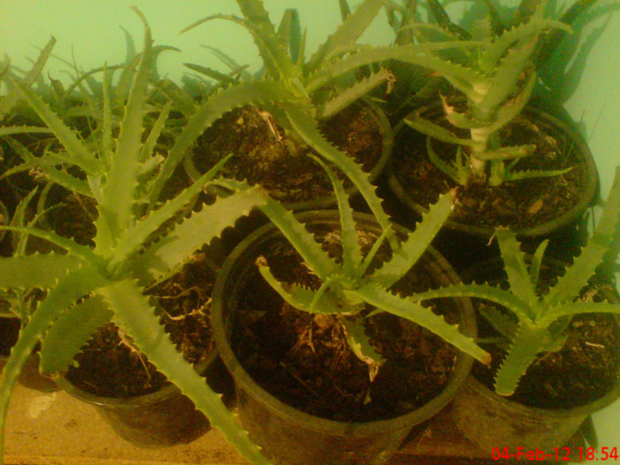 DSC01875 - Aloe Vera