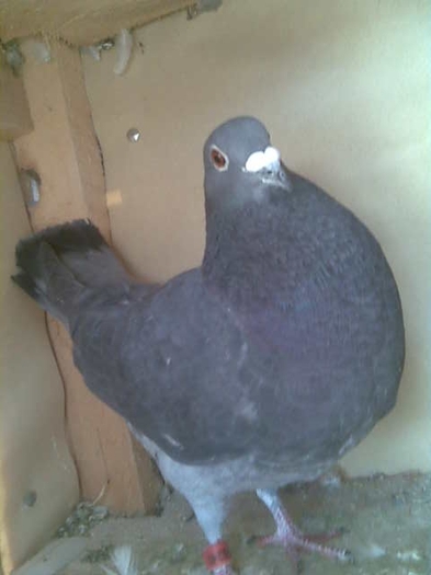 cursar negru 2010 01182442; acesta este porumbelul cu pedigree din imaginea alaturata
