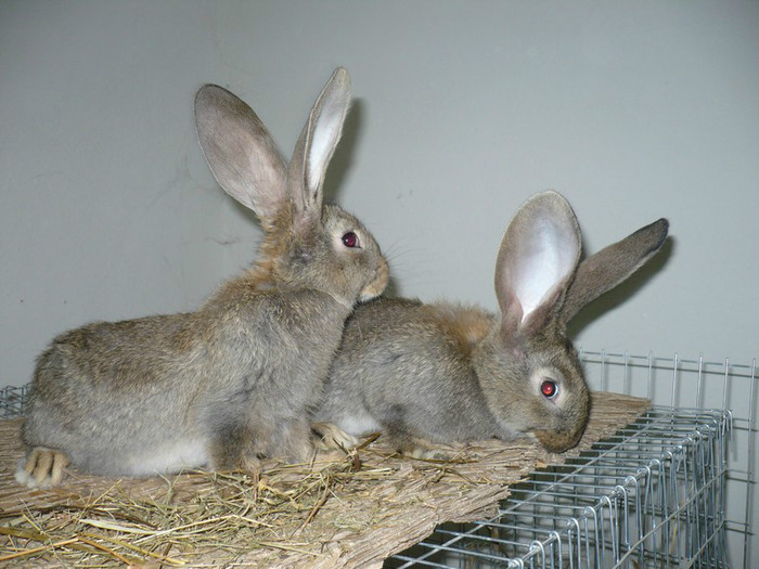 Tineret Urias German