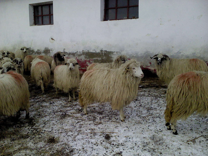 DSC00615 - 0 oile 04 02 2012