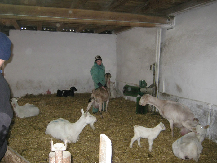 sefa cu caprele - capre anglo nubiene fam Pruler