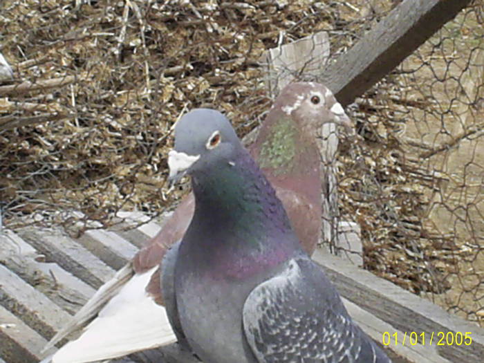 Mascul marmurat 2009 Femela rosie 2005; original Sandu Lucian
