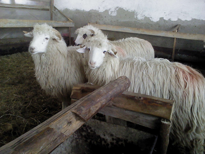 DSC00699 - 0 oile 04 02 2012