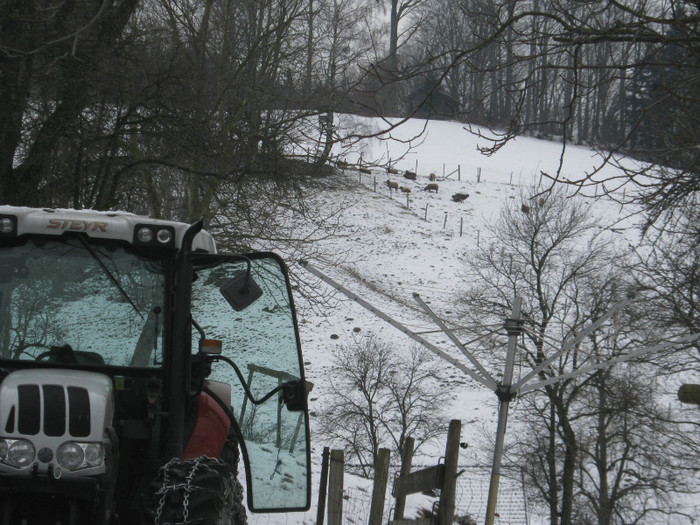 oile in natura si iarna - capre anglo nubiene fam Pruler