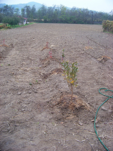 afini_sfarsit octombrie 2010 (2)