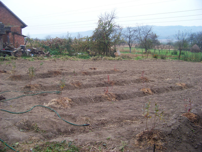 afini_sfarsit octombrie 2010 (4)
