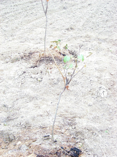 coacaz_negru_octombrie 2010 (1)