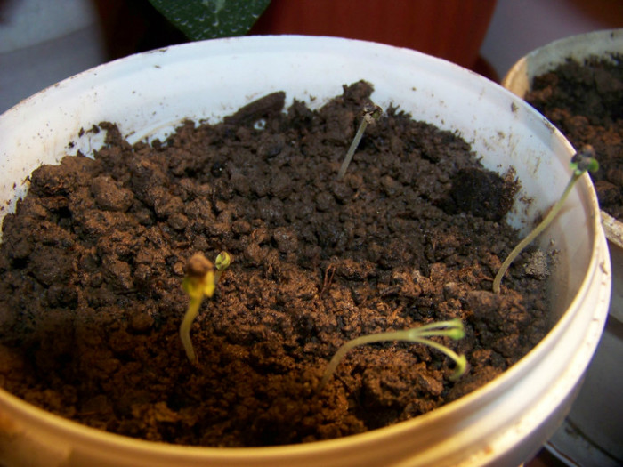 Salvia 04.12.2010