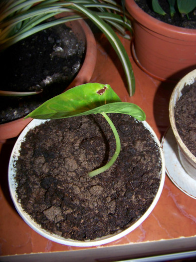 ALOCASIA MACRORRHIZA (Urechea elefantului); R
