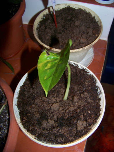 ALOCASIA MACRORRHIZA (Urechea elefantului)1 - 2Amestecate Experimente