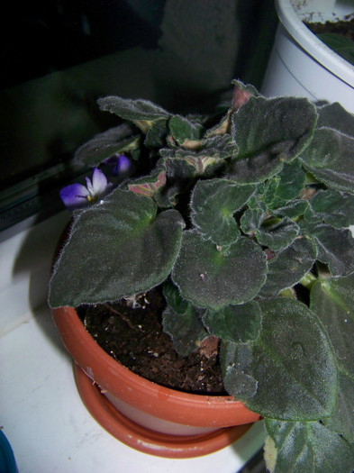 Violeta africana (Saintpaulia)