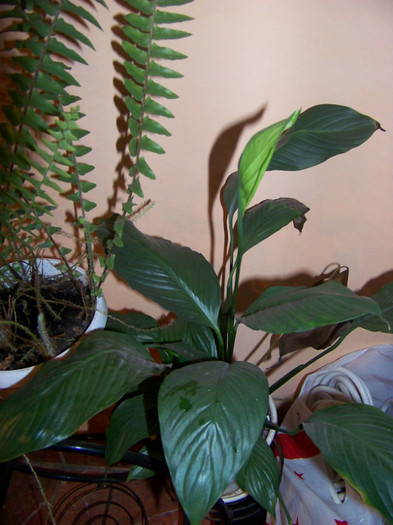 Crinul pacii Spathiphyllum wallisii (Spatifilum, floarea lunii) - 3Diferite plante apartament sa