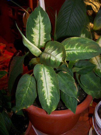 Dieffenbachia