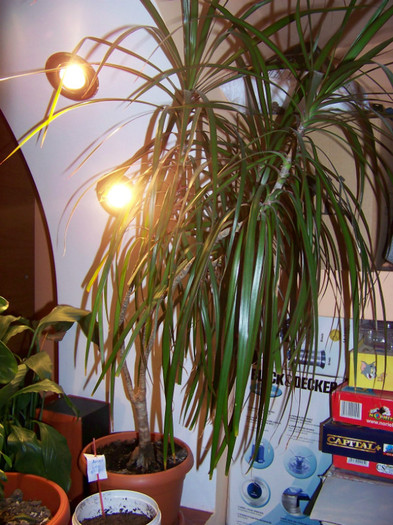 dracaena - 3Diferite plante apartament sa