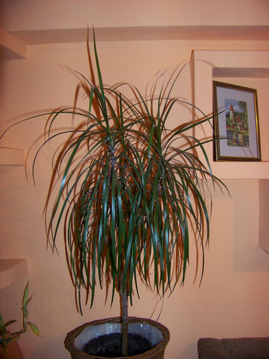 dracaena (1) - 3Diferite plante apartament sa