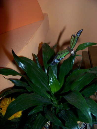 Dracaena Compacta - 3Diferite plante apartament sa