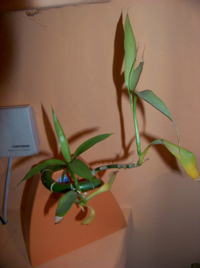 Dracaena sanderiana (Lucky bamboo) - 3Diferite plante apartament sa