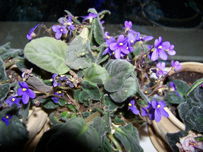 Saintpaulia_ violeta africana