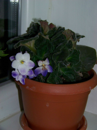 Saintpaulia_ violeta africana2 - 3Diferite plante apartament sa