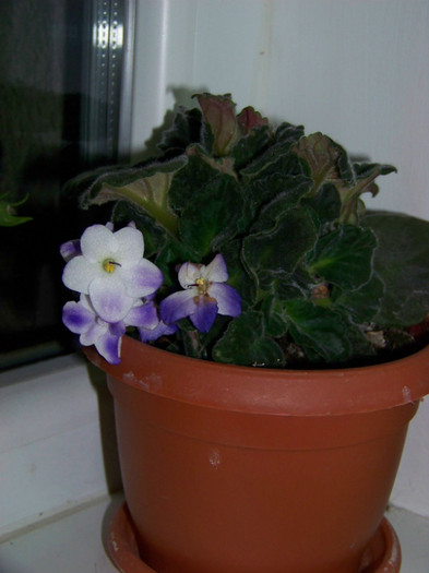 Saintpaulia_ violeta africana4 - 3Diferite plante apartament sa
