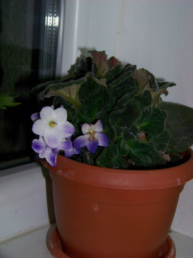 Saintpaulia_ violeta africana5 - 3Diferite plante apartament sa