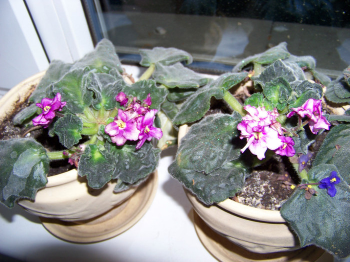 Saintpaulia_ violeta africana6 - 3Diferite plante apartament sa