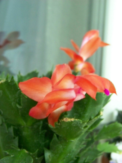 Schlumbergera 21.11.2010(6)