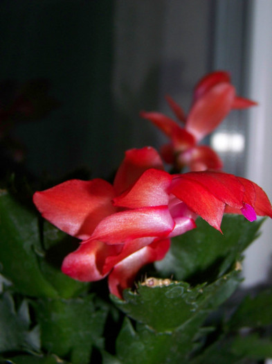 Schlumbergera 21.11.2010(7)