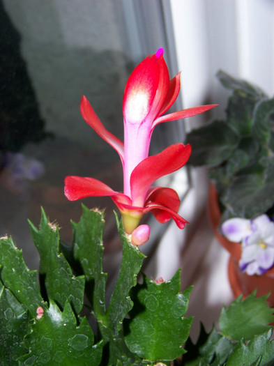 Schlumbergera 21_11.2010