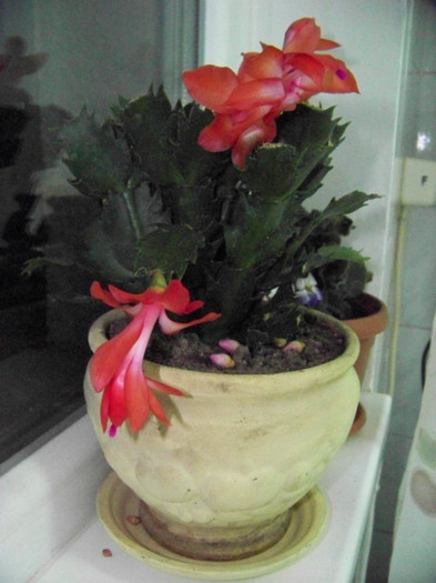 Schlumbergera 21_11.2010(2)