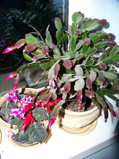 Schlumbergera cu Saintpaulia_ violeta africana - 3Diferite plante apartament sa