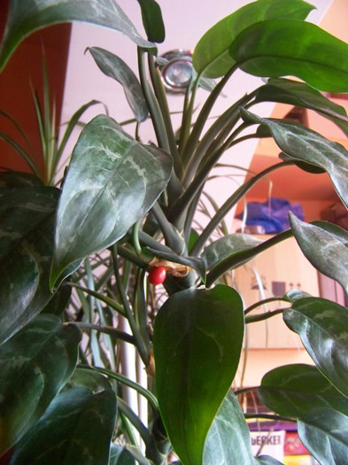 Aglaonema commutatum - 3Diferite plante apartament sa
