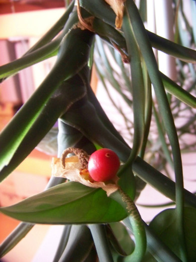 Aglaonema commutatum (2); 22.01
