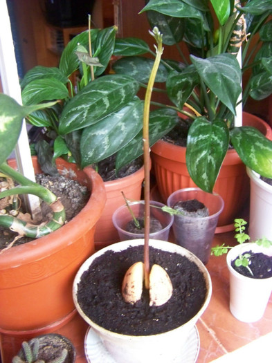 Avocado_22.01.2011 - 3Diferite plante apartament sa