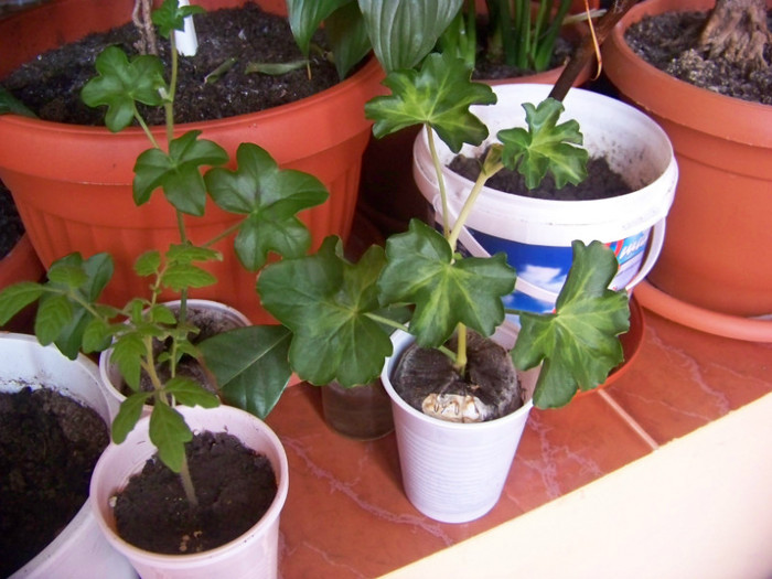 Muscate_22.01.2011 - 3Diferite plante apartament sa