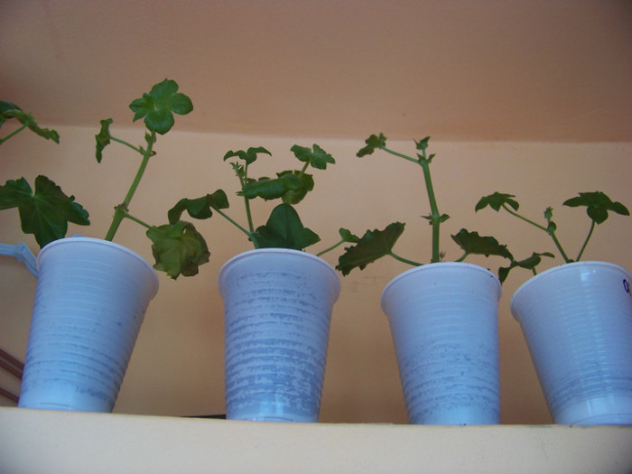 Muscate_22.01.2011 (1) - 3Diferite plante apartament sa