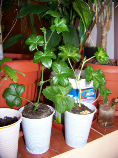 Muscate_30.01.2011 - 3Diferite plante apartament sa