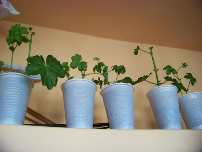 Muscate_30.01.2011 (1) - 3Diferite plante apartament sa